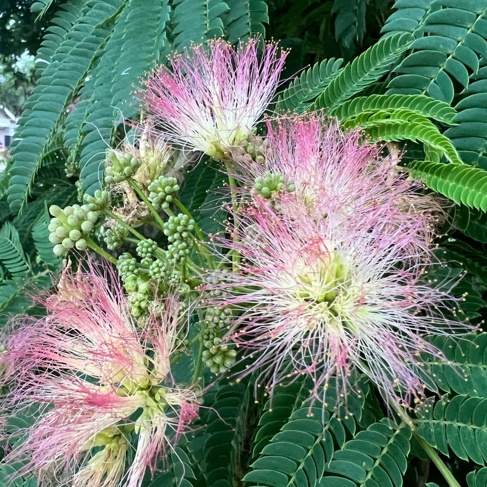 Meet your Posher, Farris